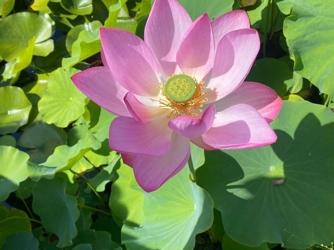 Les Jardins D'eau-Carsac-Aillac必去景点