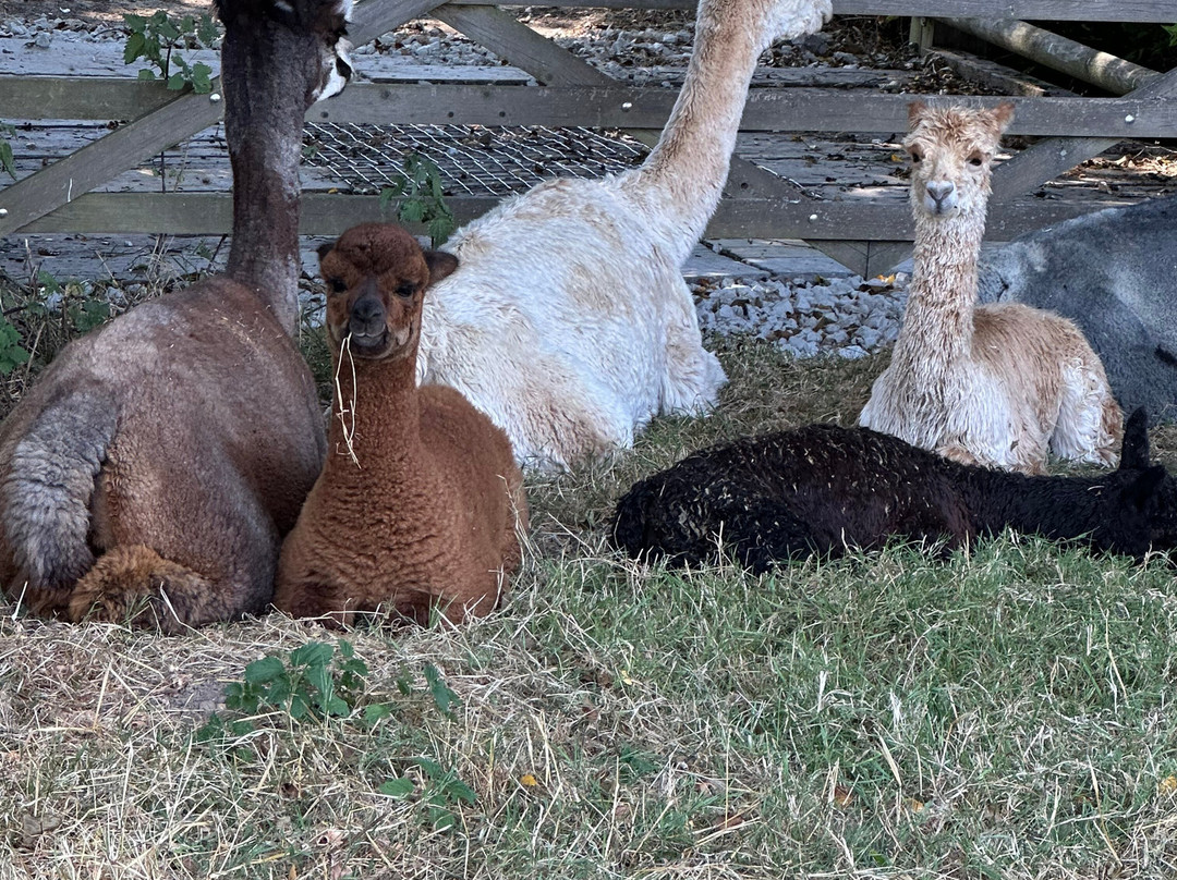 Alpaca Walking - With Spring Farm Alpacas-Fletching必去景点