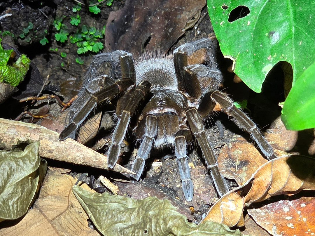 Tarantulas Way-卡维塔必去景点