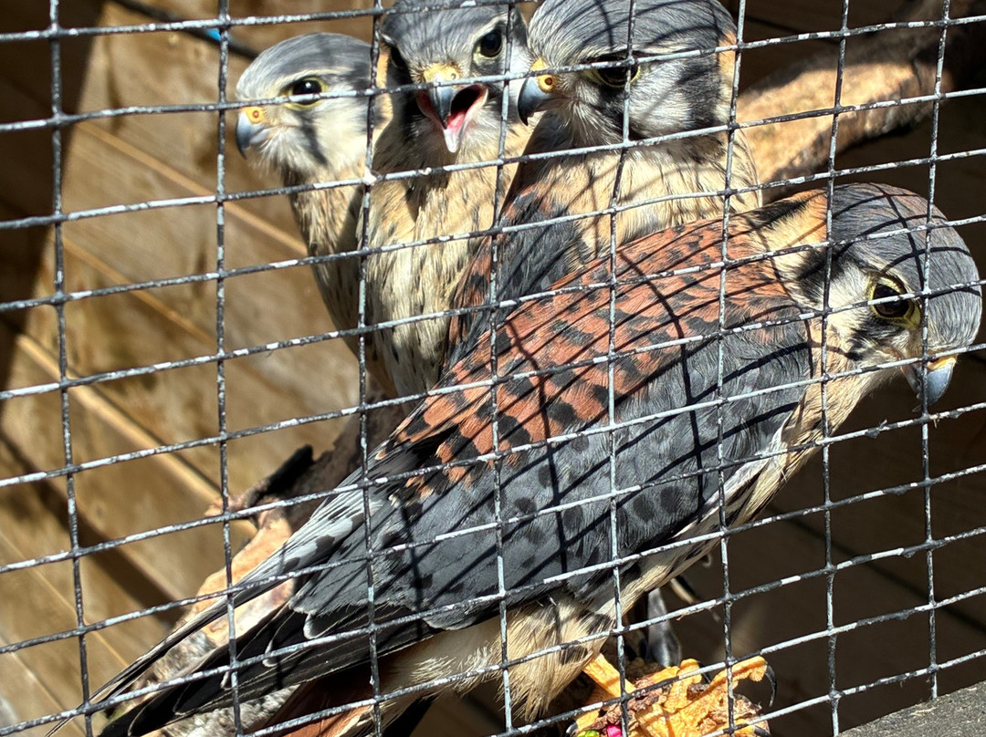 Gauntlet Birds Of Prey-纳茨福德必去景点
