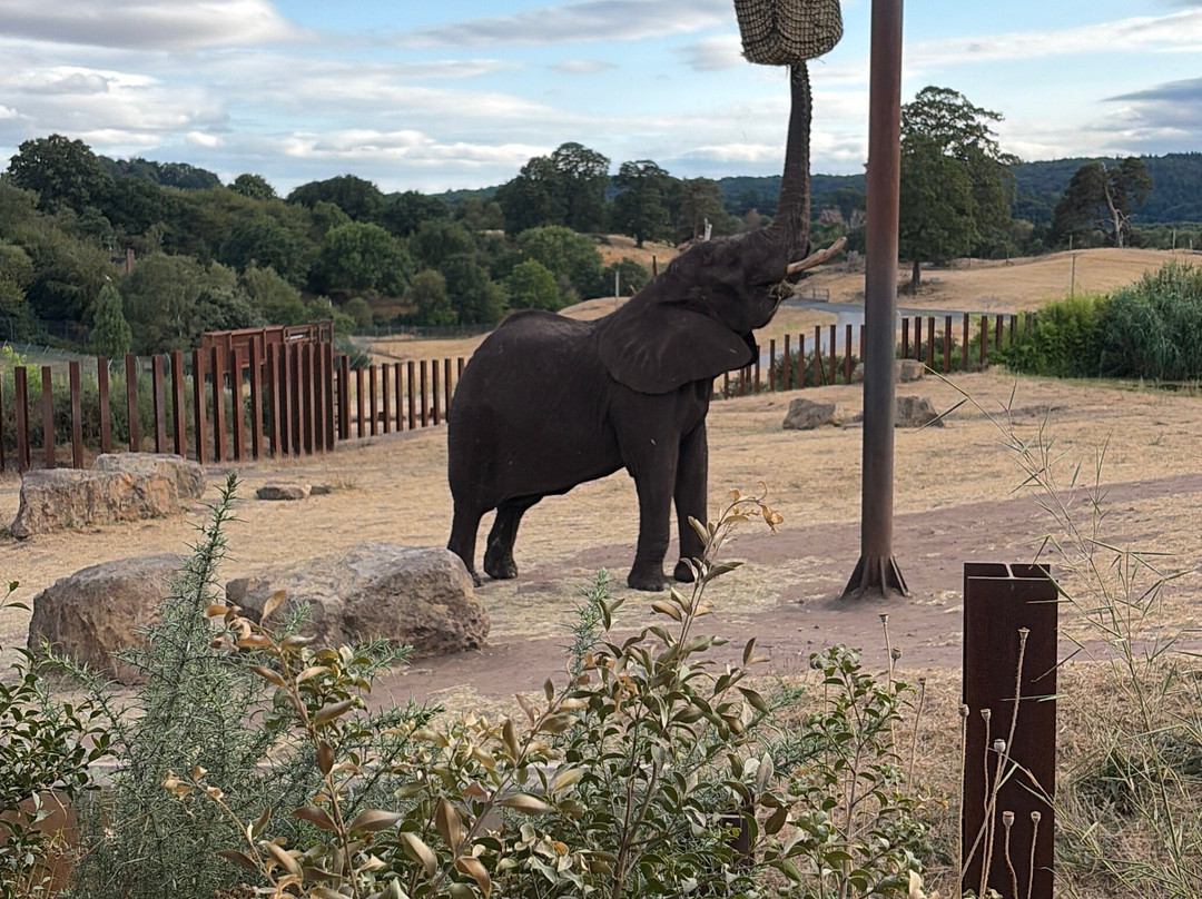 Safari Lodges At West Midlands Safari Park主图