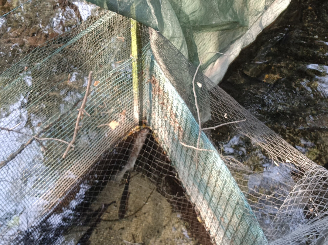 Pisciculture de Signes / Les sources du Gapeau-Signes必去景点