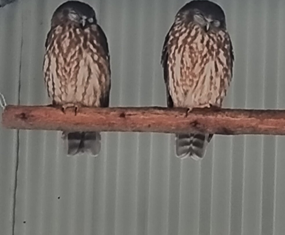 Capes Raptor Centre-玛格丽特河必去景点