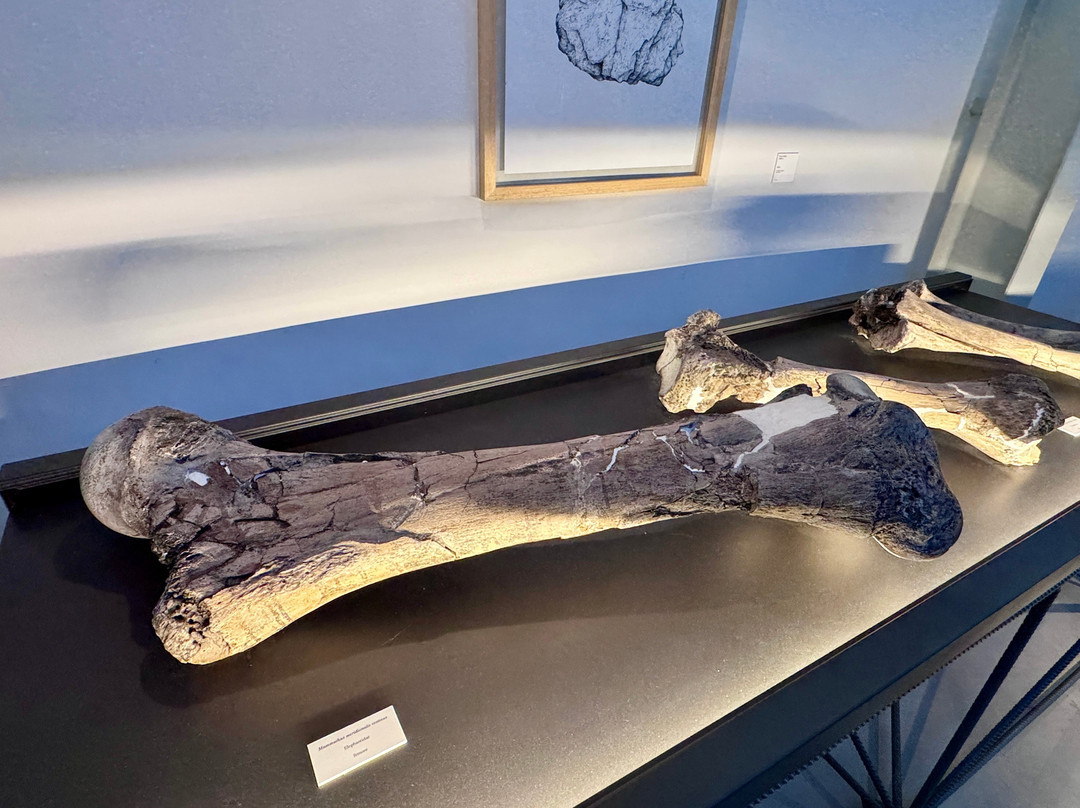 Museo Paleontologico "Luigi Boldrini"-Piegaro必去景点