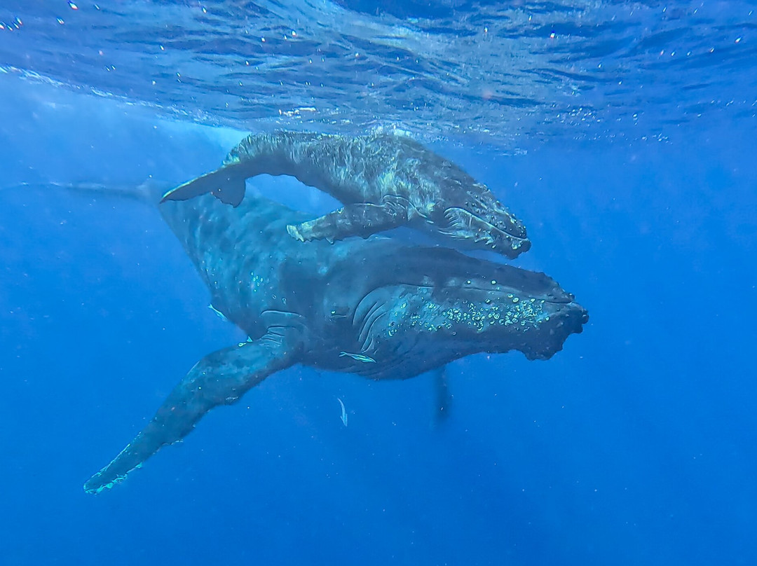 Majestic Whale Encounters-Foa Island必去景点