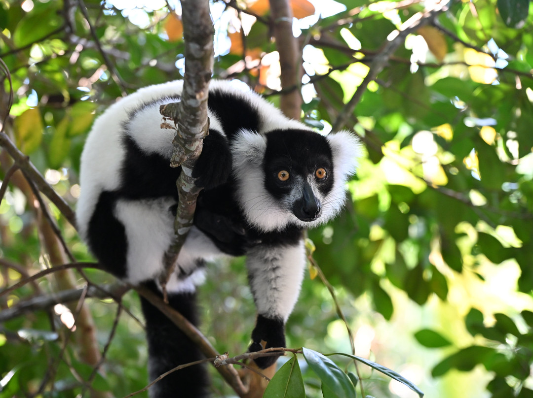 Remote River Expeditions - Madagascar-Morondava必去景点