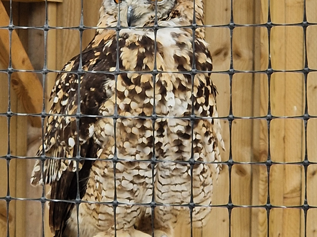 York Bird of Prey Centre-伊辛瓦必去景点