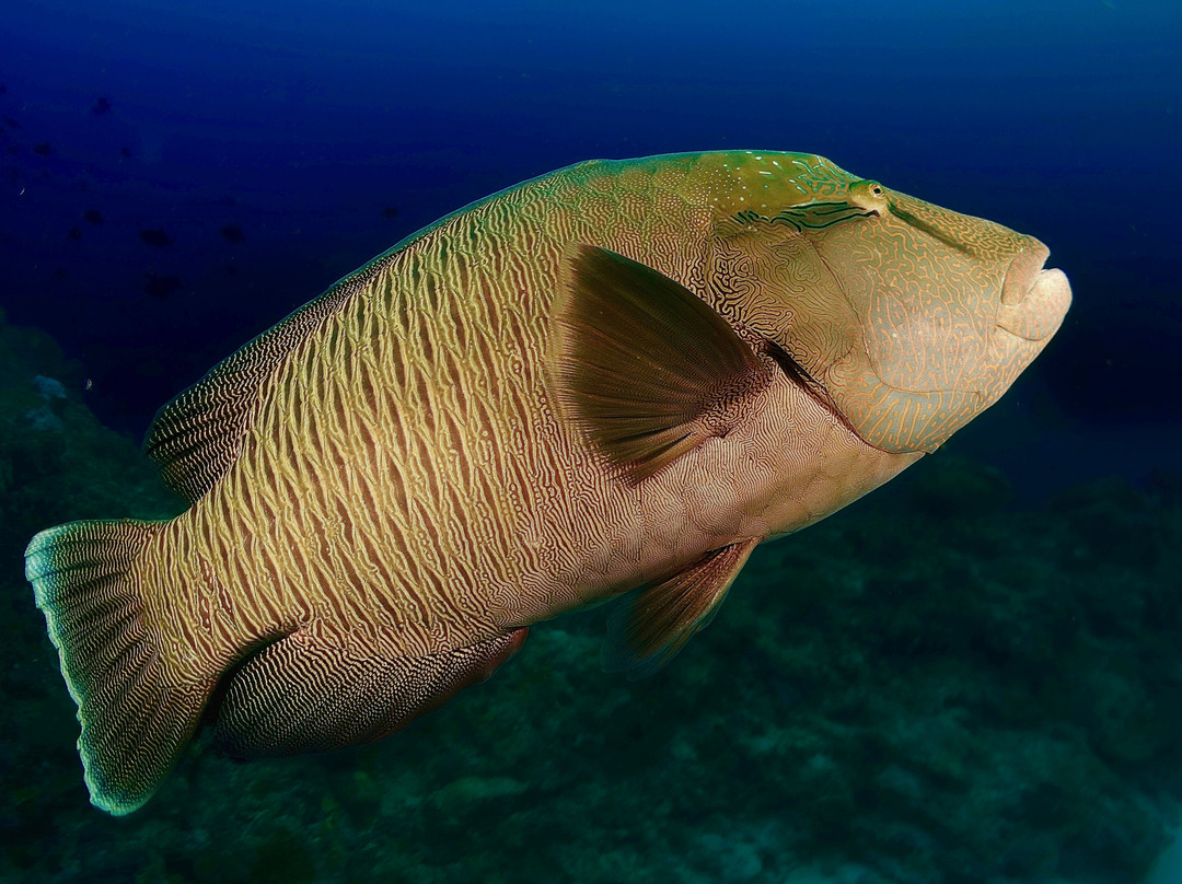 Family Divers Maldives-拉斯胡必去景点