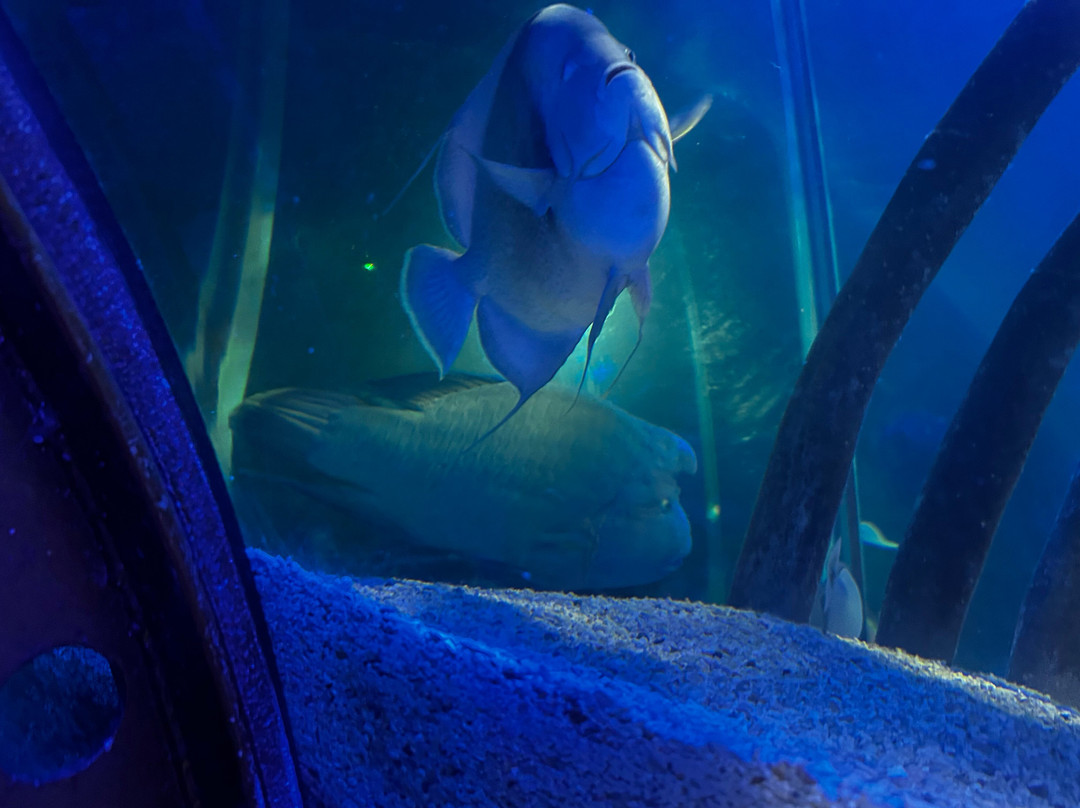 SEA LIFE Hunstanton-Hunstanton必去景点