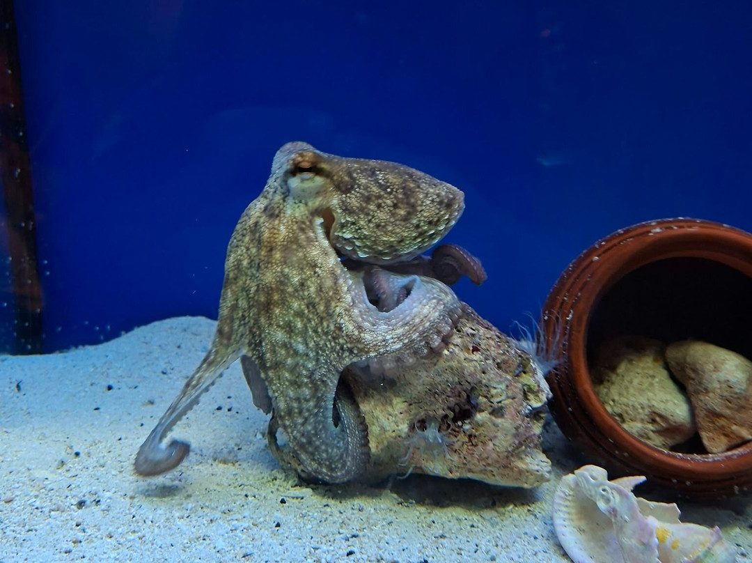 Acquario Del Salento-Santa Maria al Bagno必去景点