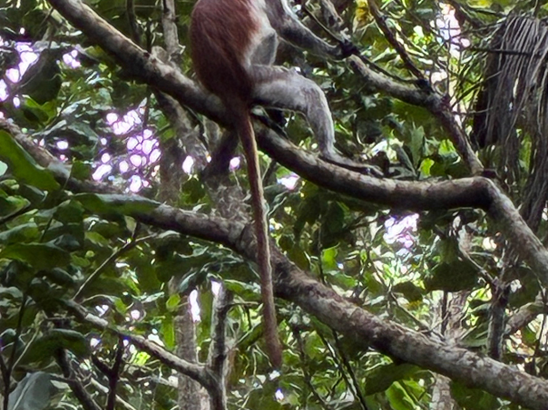 Jozani Chwaka Bay National Park-桑给巴尔岛必去景点