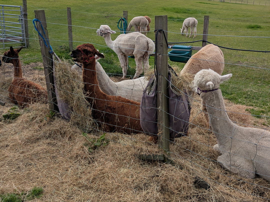 BobCat Alpacas-爱丁堡必去景点