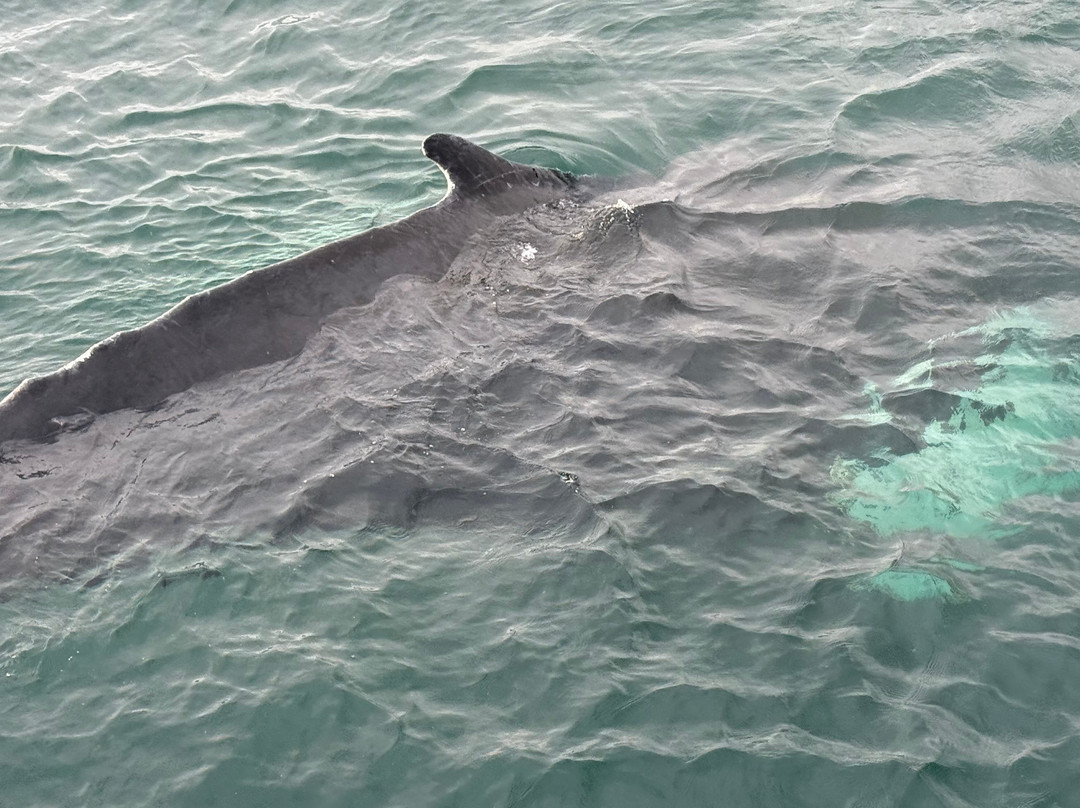 Mariner Cruises Whale and Seabird Tours-Brier Island必去景点