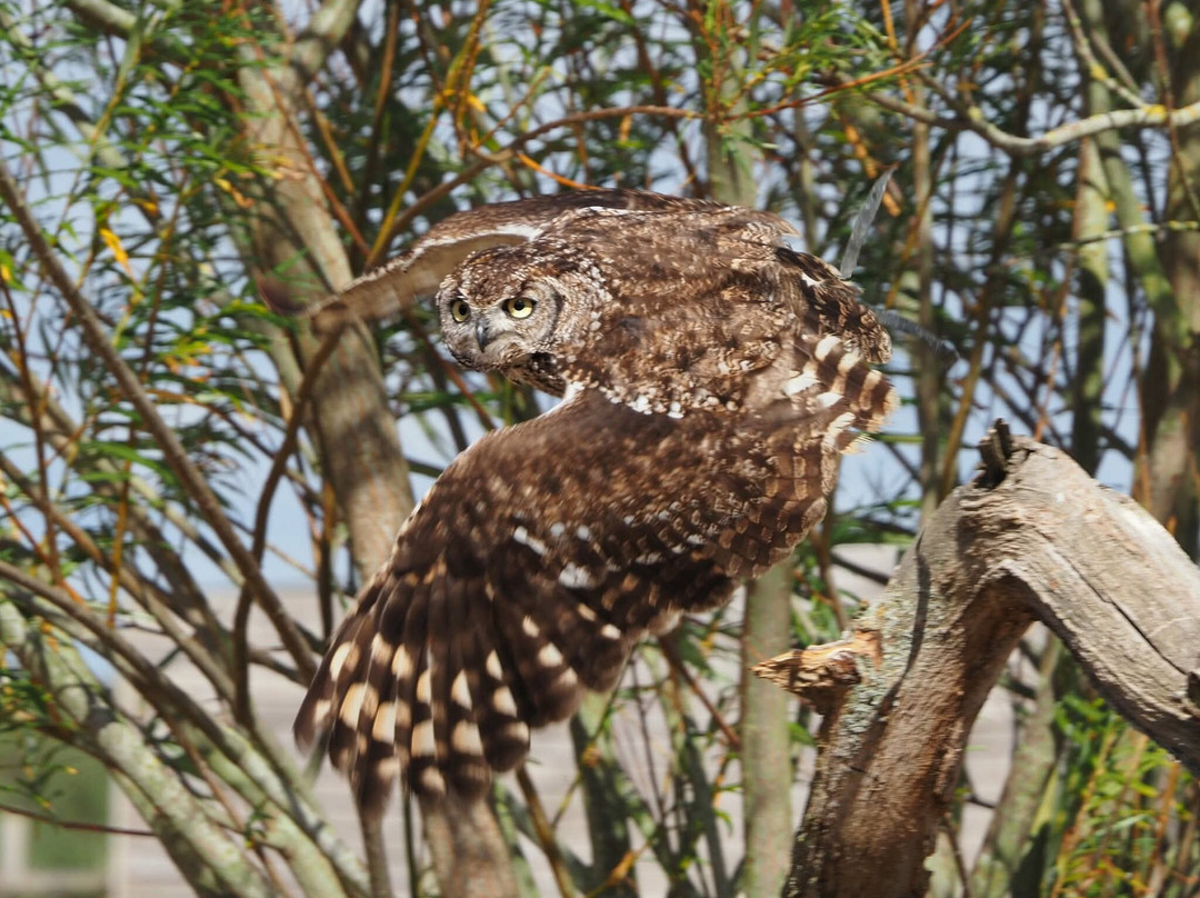 Birds of Prey Centre-Wilstead必去景点
