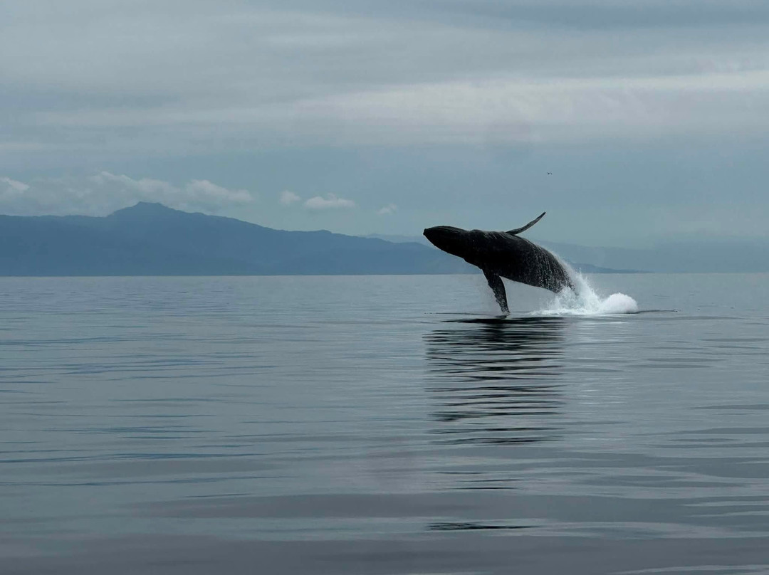 Cross Sound Express Whale Watching-古斯塔夫斯必去景点