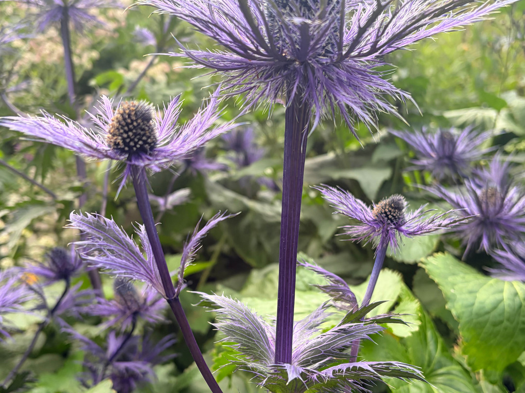 Akureyri Botanical Garden-阿克雷里必去景点