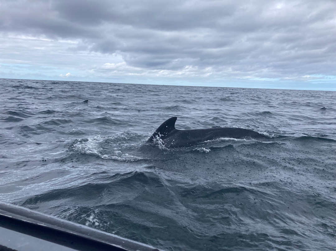 Capt. Mark's Whale and Seal Cruise-Pleasant Bay必去景点