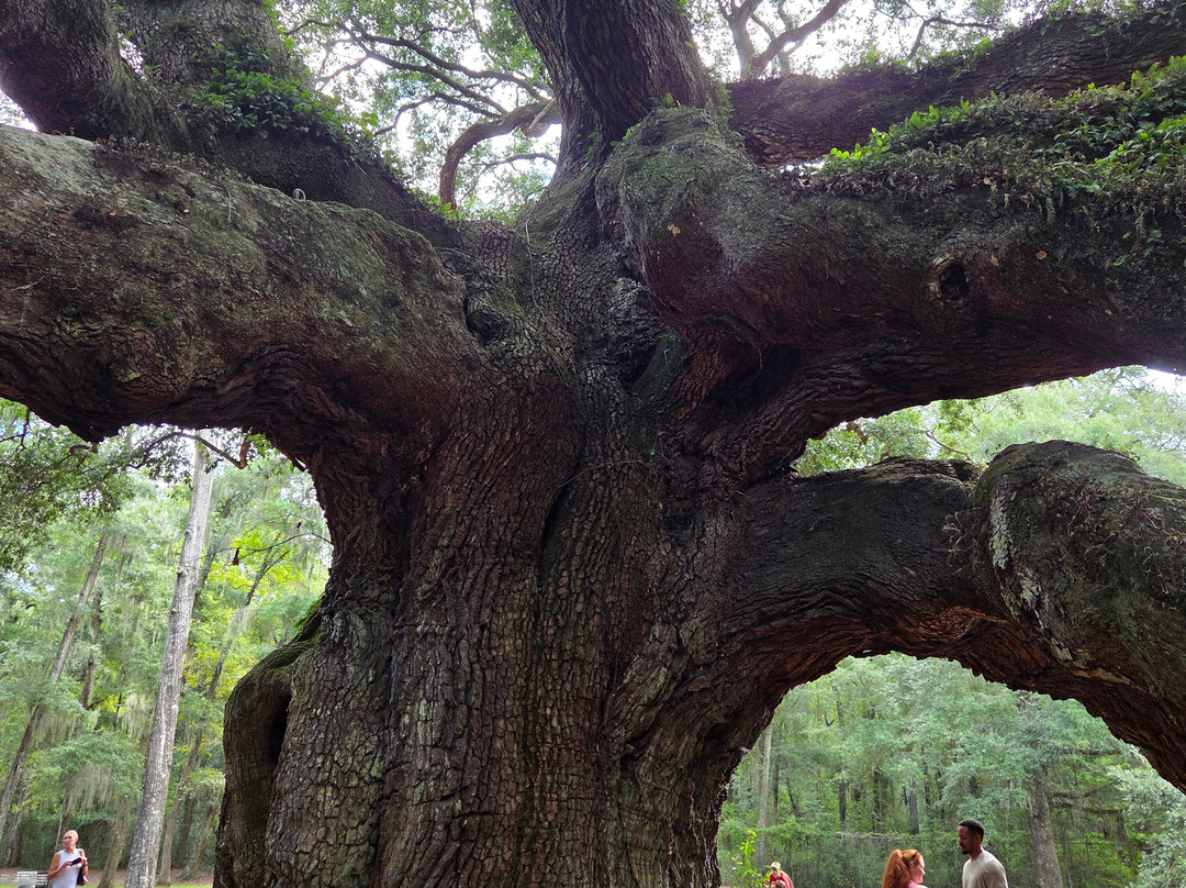 Angel Oak Tree-Johns Island必去景点