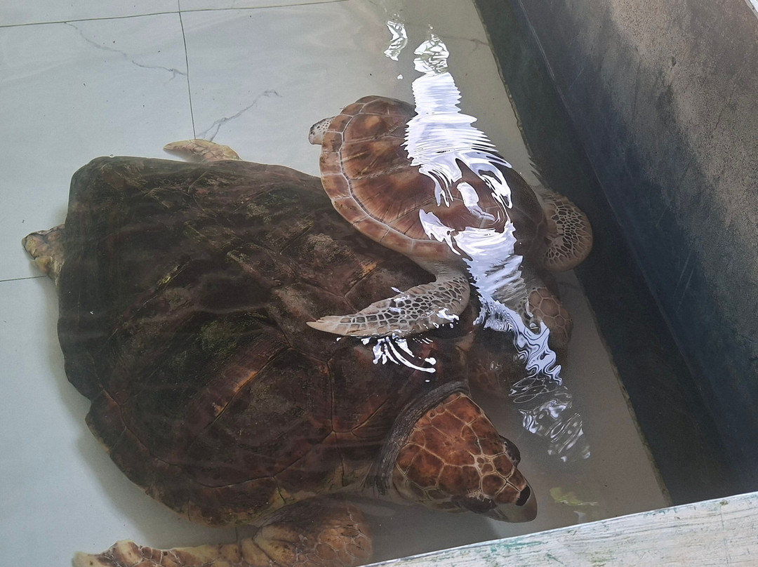 Sea Turtle Farm Galle Mahamodara-加勒必去景点