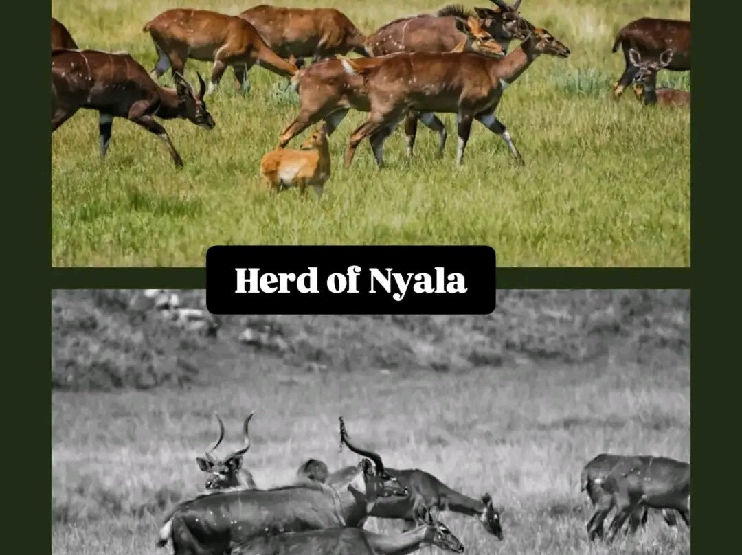 Bale Mountains Trekking Tours Ethiopia-Bale Robe必去景点