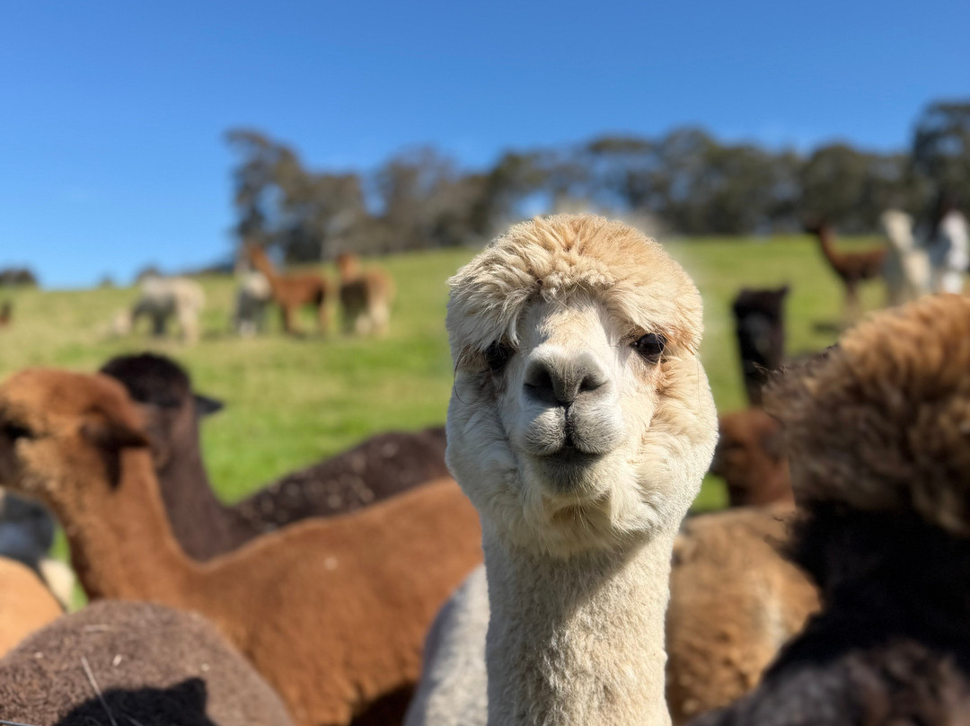 Softfoot Farm & Wildlife Park-Hindmarsh Valley必去景点