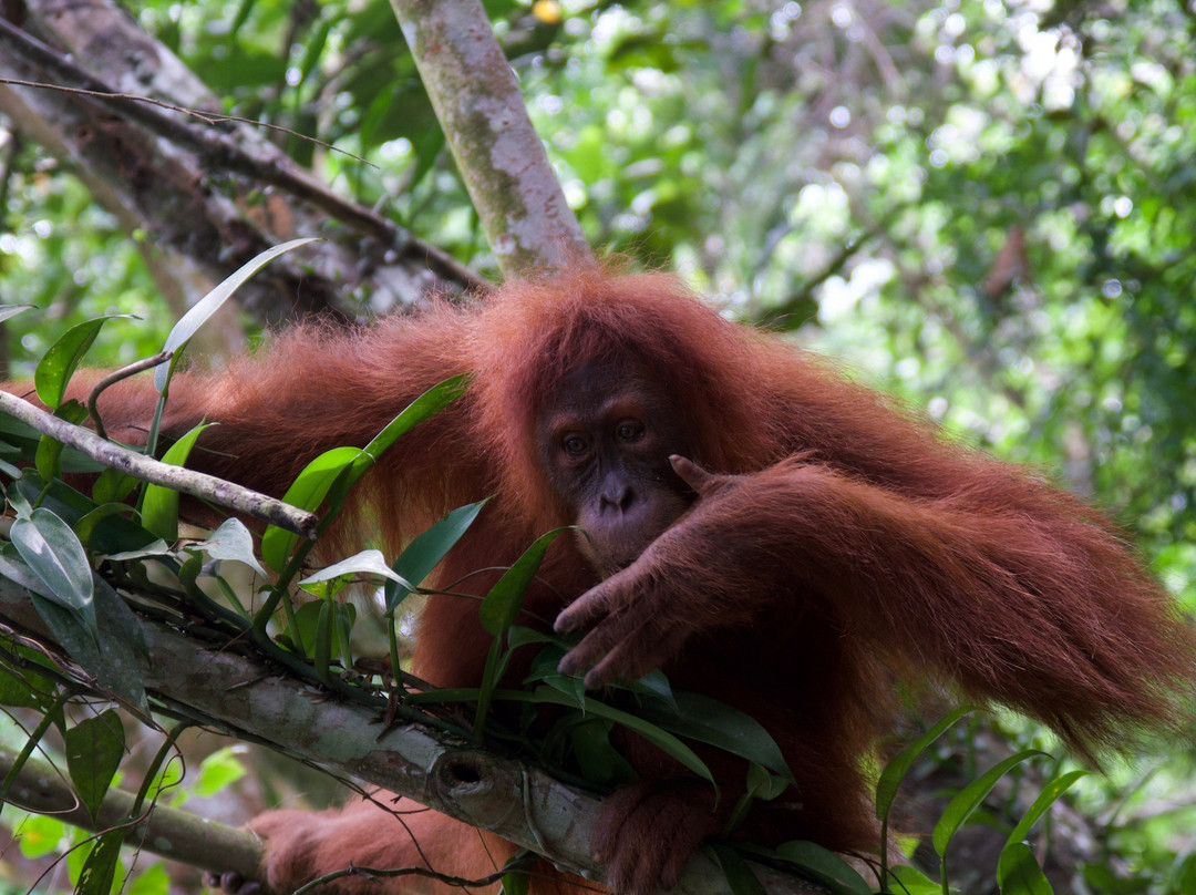 Bukit Lawang Travel-武吉拉旺必去景点