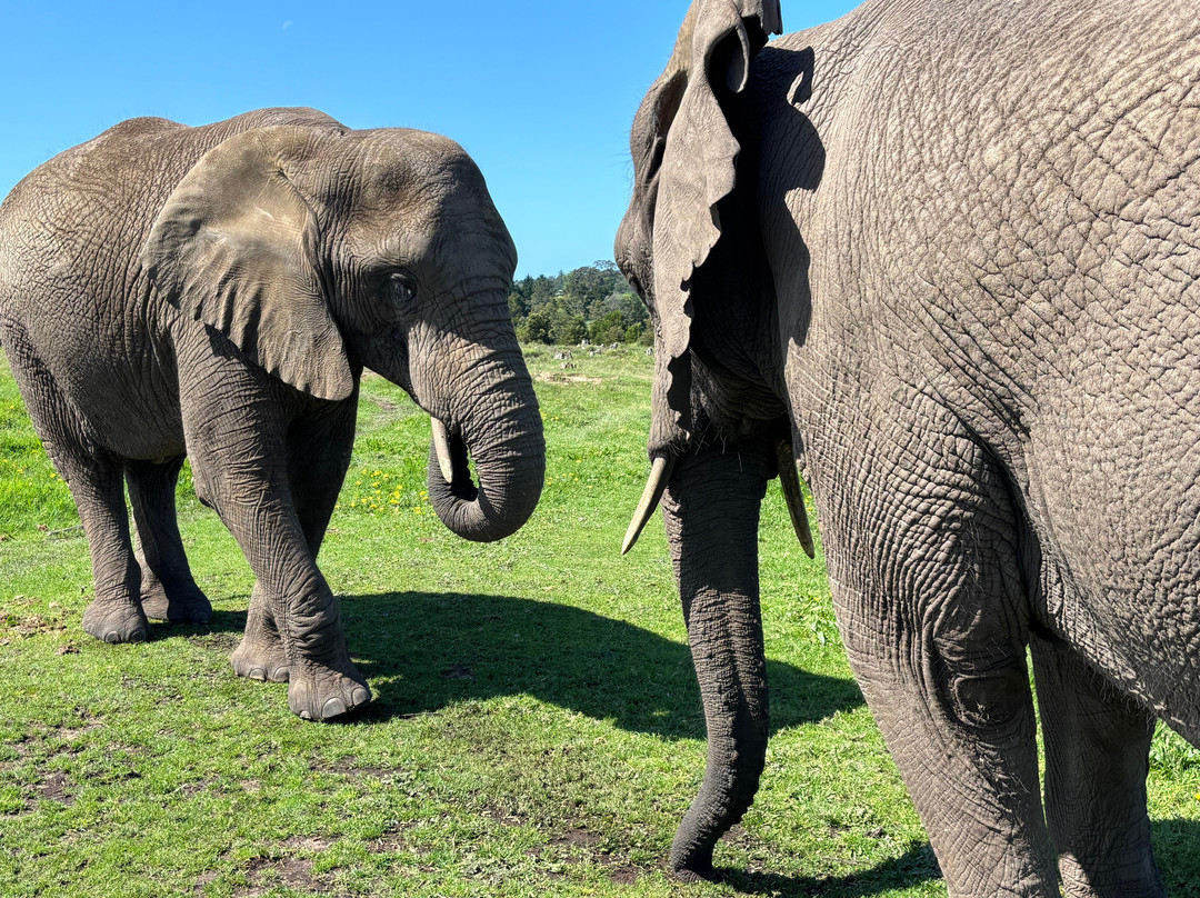 Knysna Elephant Park-克尼斯纳必去景点