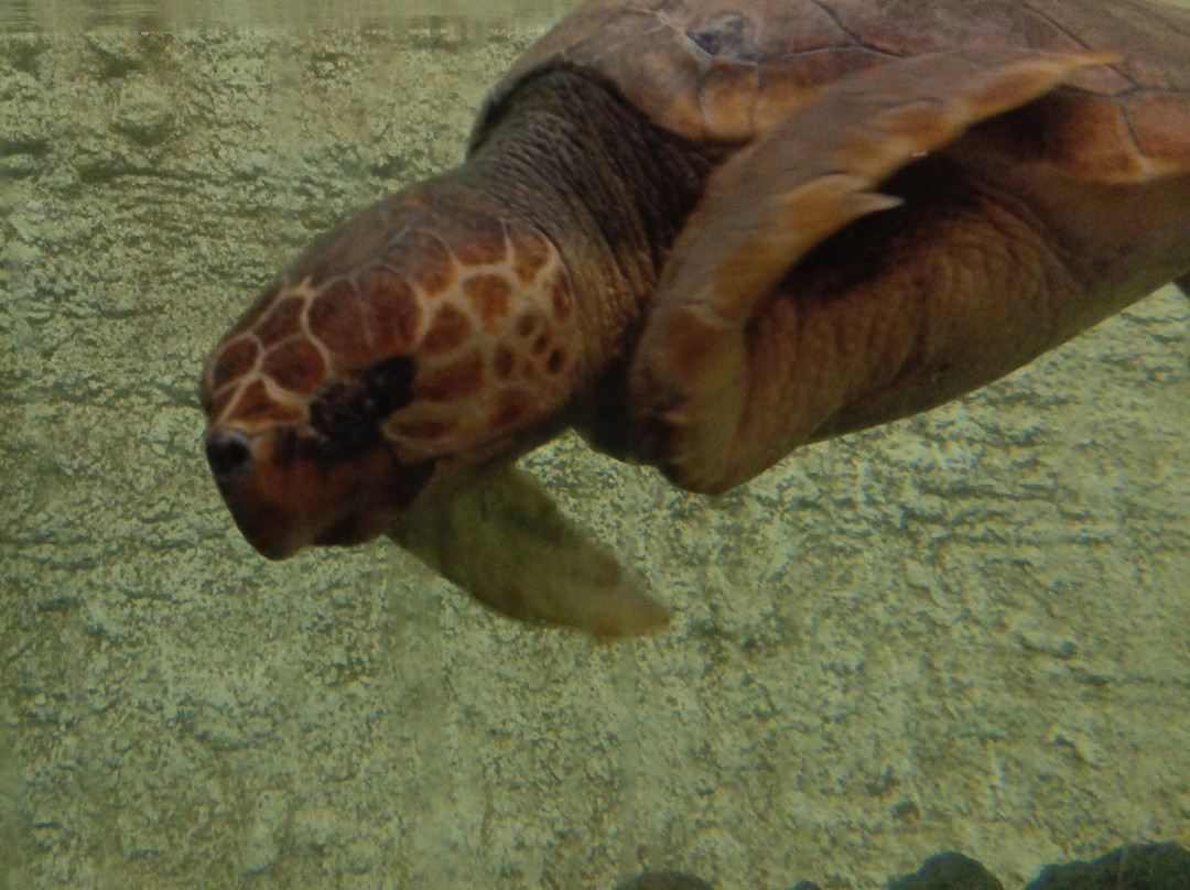 Lanzarote Aquarium-科斯塔特吉塞必去景点