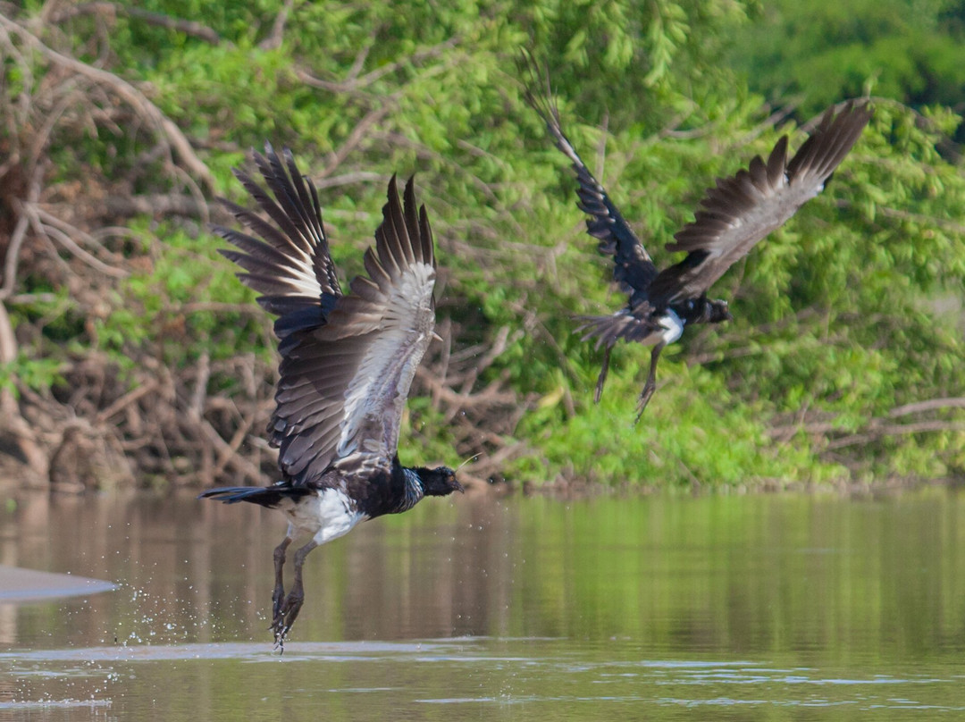 Tapiche Jungle Reserve-伊基托斯必去景点