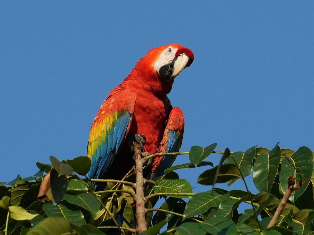 Amazon River-伊基托斯必去景点