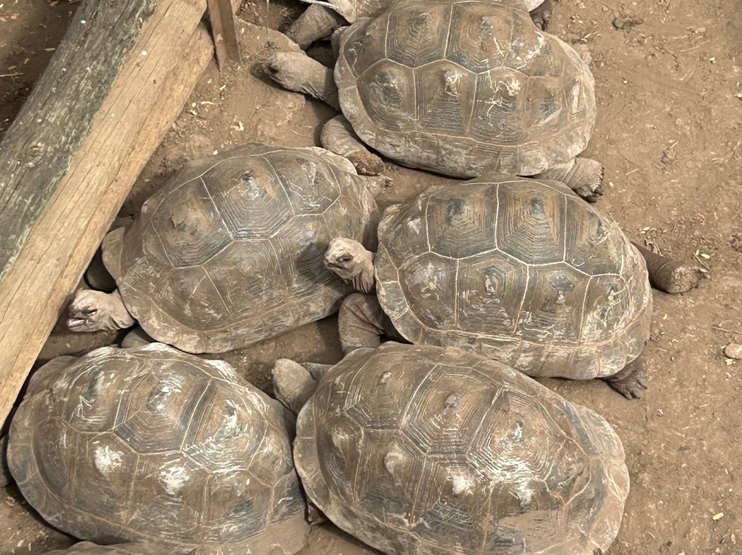 Le Jardin Des Tortues-Les Avirons必去景点