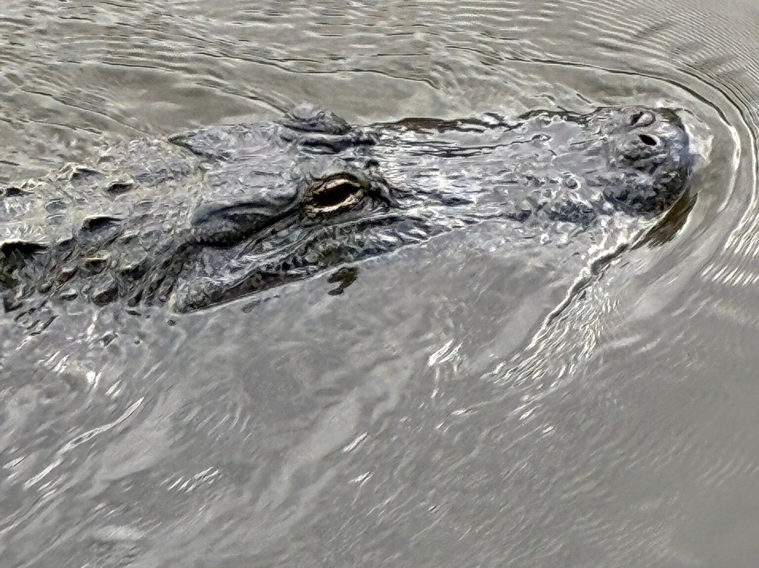 Airboat Adventures-Lafitte必去景点
