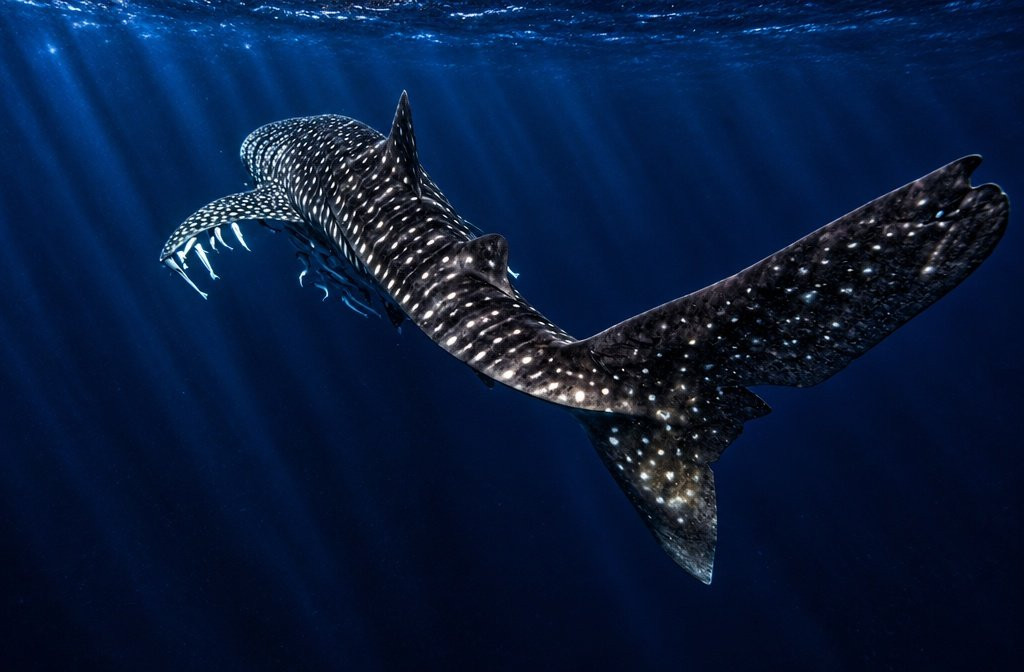 Ningaloo Whaleshark Swim-埃克斯茅斯必去景点