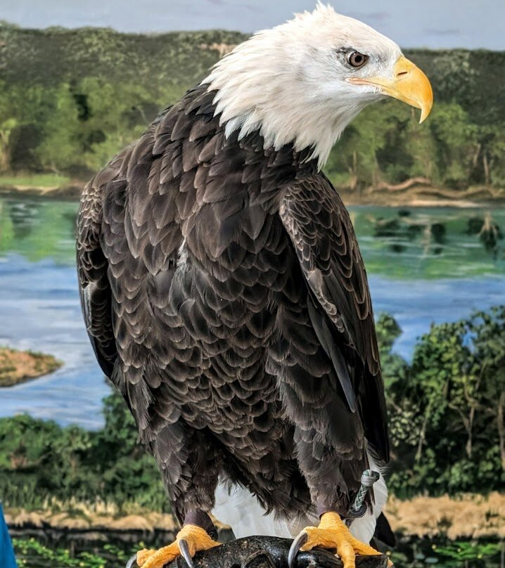 National Eagle Center-Wabasha必去景点
