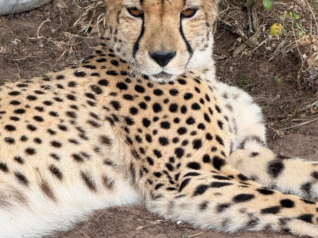 Zululand Cat Conservation Project-Hluhluwe Game Reserve必去景点