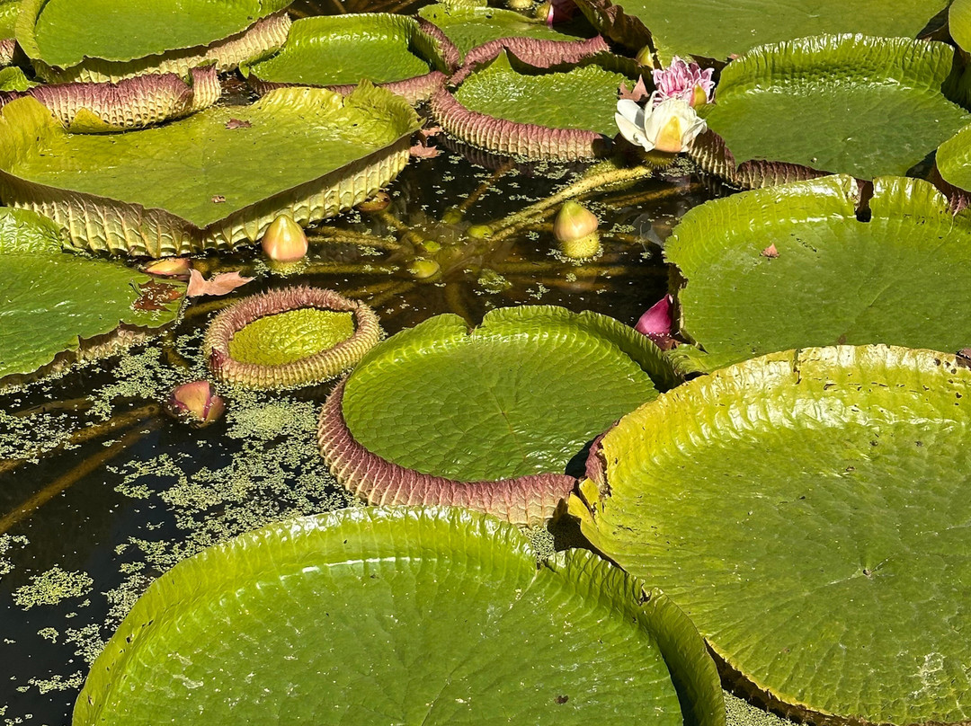 Jardín Botánico Histórico La Concepción-马拉加必去景点