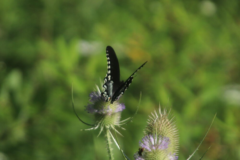 Wainfleet Bog Conservation Area-Wainfleet必去景点