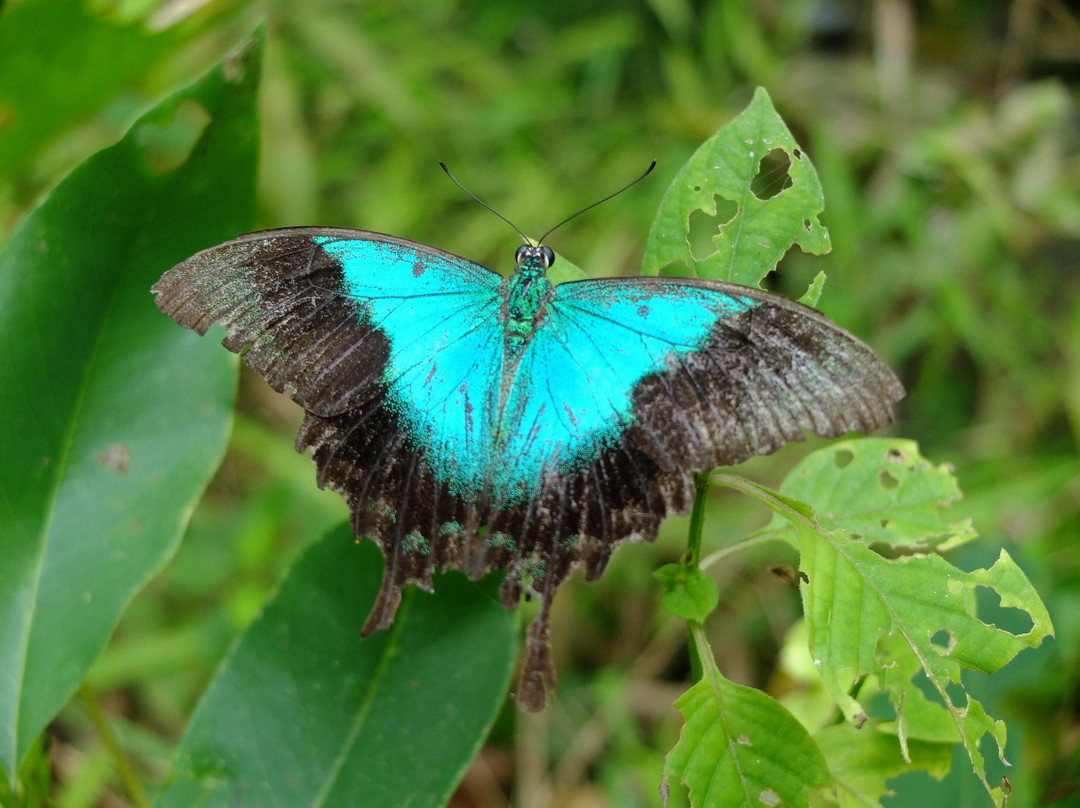 Gita Persada Butterfly Park景点图片