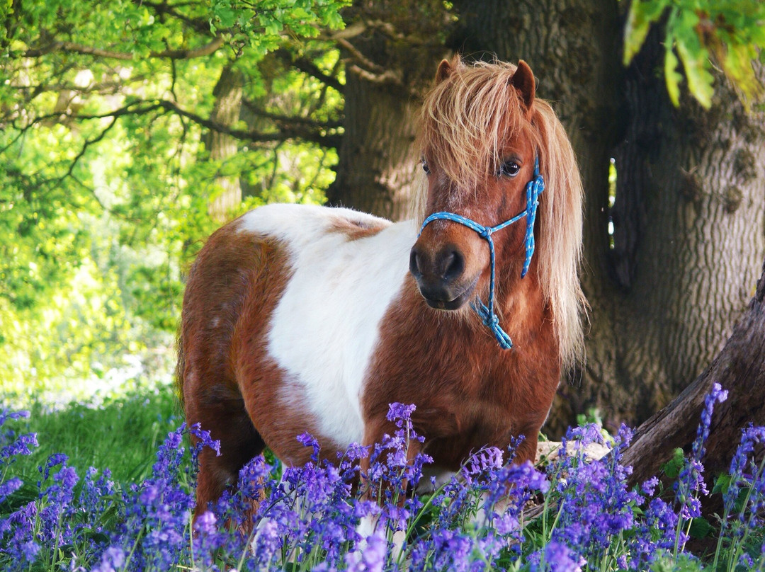 Shetland Pony Club景点图片