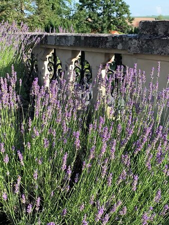 Manoir Des Rêves Sauvages主图