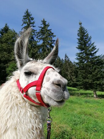 Jodlerhof-Schwendt必去景点