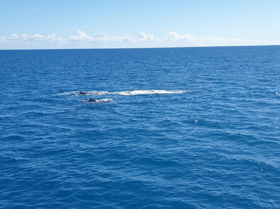 Hervey Bay Whale Watch景点图片