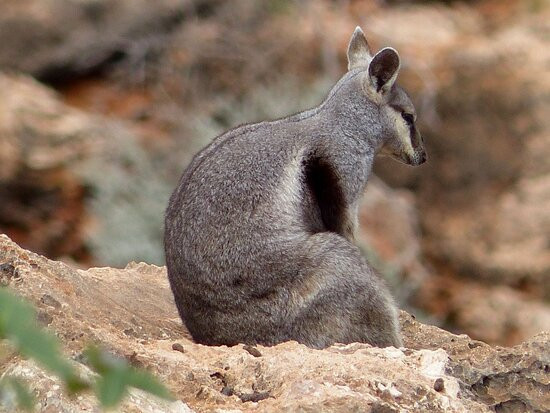 Yardie Creek-埃克斯茅斯必去景点