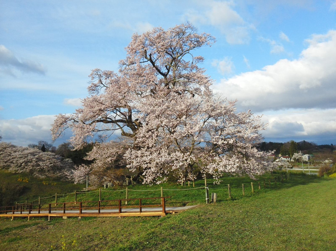 Shionosaki Cherry Blossoms景点图片