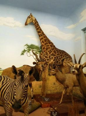 Shiga Safari Museum-甲贺市必去景点