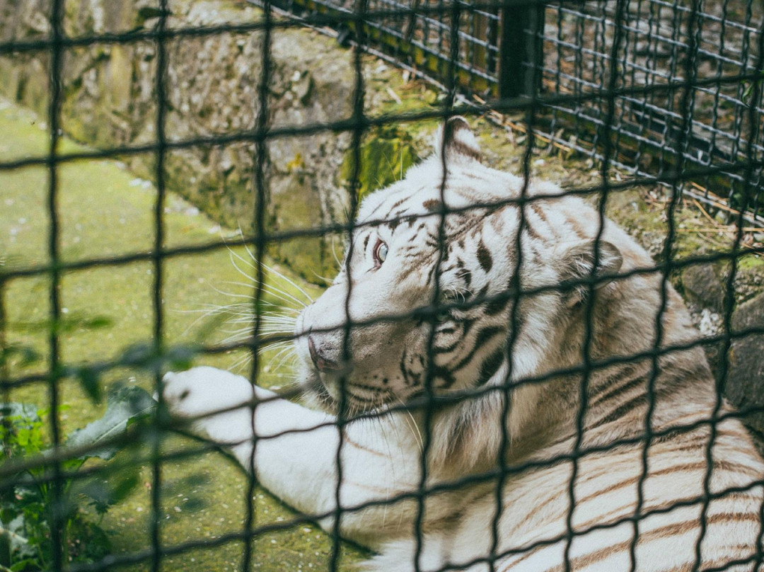 Skazka Zoo