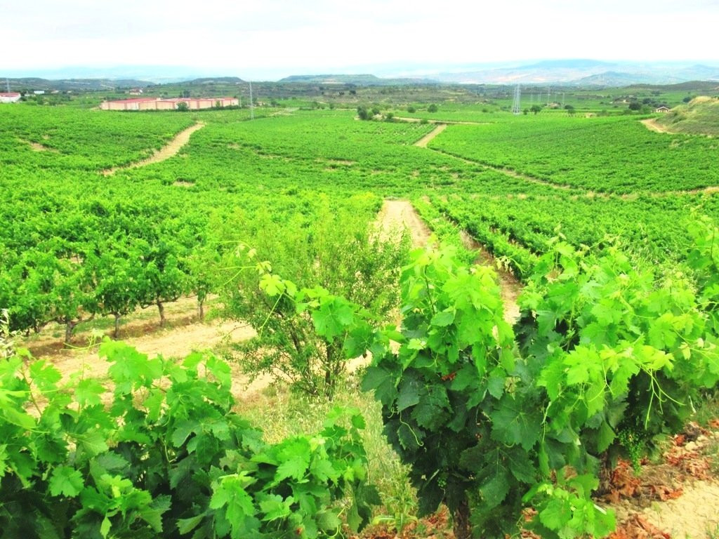 Bodega Torre de Ona-拉瓜迪亚必去景点