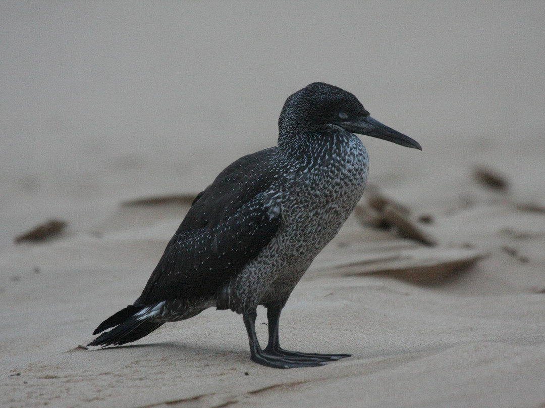 Southern African Foundation for the Conservation of Coastal Birds景点图片