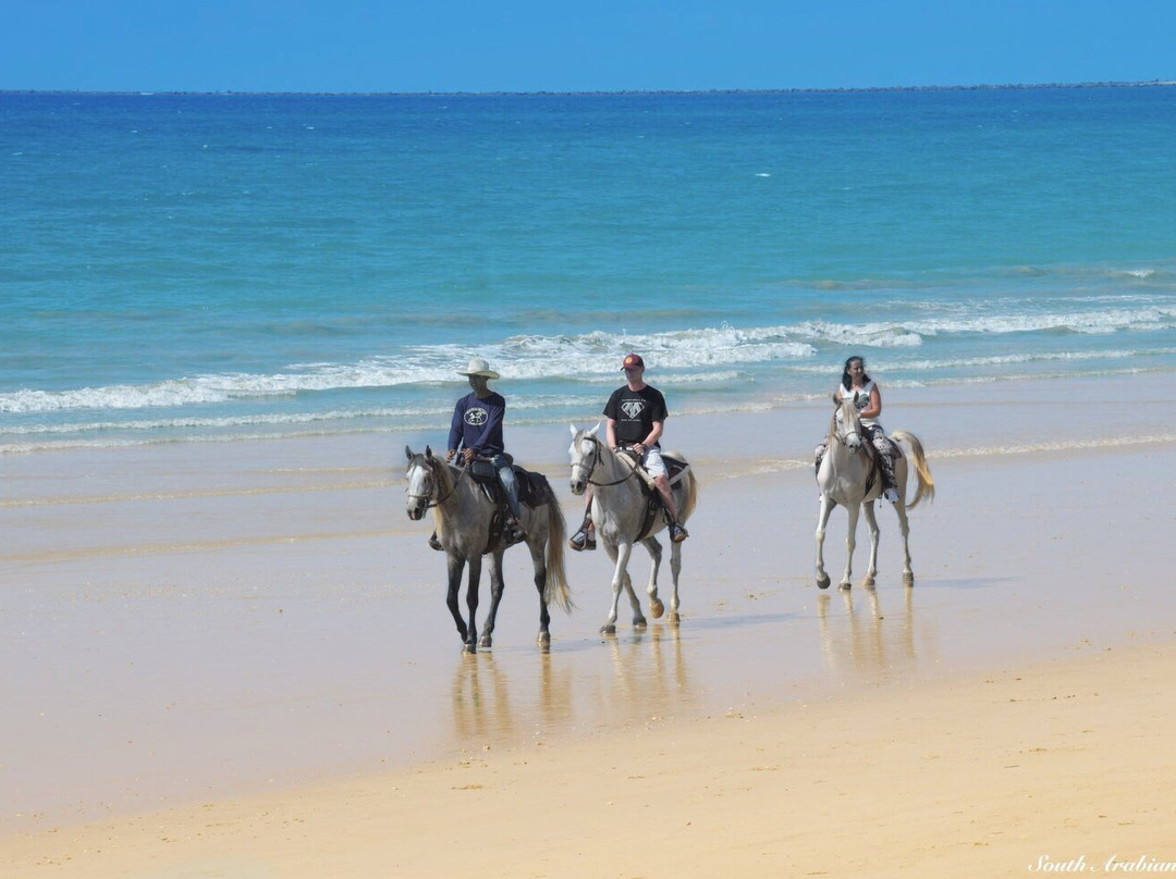 South Arabian Horse Club-拉克山必去景点