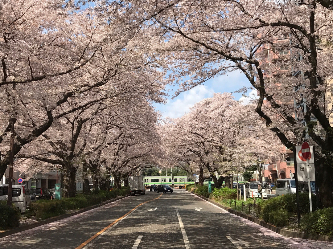 Sagamihara City Hall Sakura Street景点图片